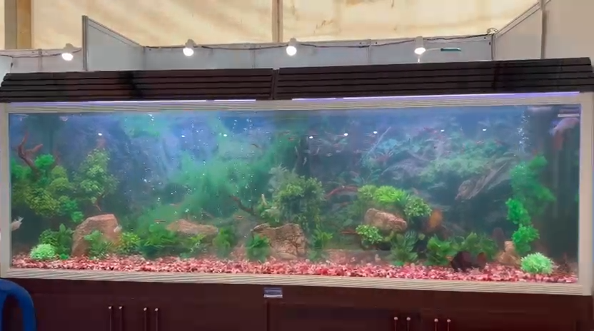 Custom Aquarium